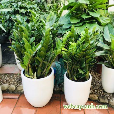 cây Kim Tiền Webcaycanh