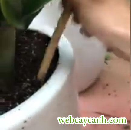 cây kim tiền thuỷ sinh