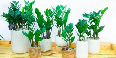 Cách trồng và chăm sóc cây Kim Tiền thu hút tài lộc