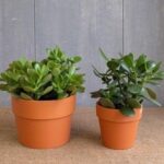 Cách trồng và chăm sóc cây ngọc bích phong thủy | Nông nghiệp phố