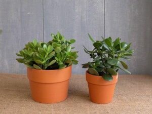 Cách trồng và chăm sóc cây ngọc bích phong thủy | Nông nghiệp phố