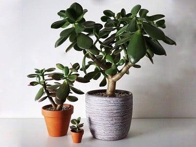 hinh-anh-cay-ngoc-bich