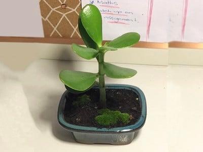 hinh-anh-cay-ngoc-bich