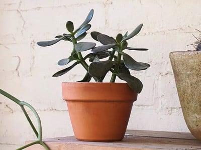 hinh-anh-cay-ngoc-bich