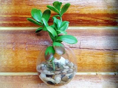 hinh-anh-cay-ngoc-bich