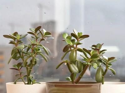 hinh-anh-cay-ngoc-bich