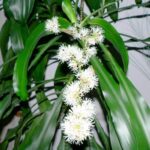 Cách trồng cây thiết mộc lan và trọn bộ chăm sóc cây đủ bước