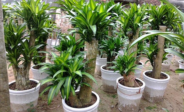 Trồng thiết mộc lan