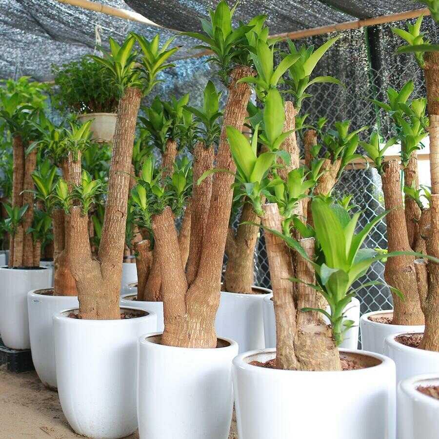 Trồng thiết mộc lan