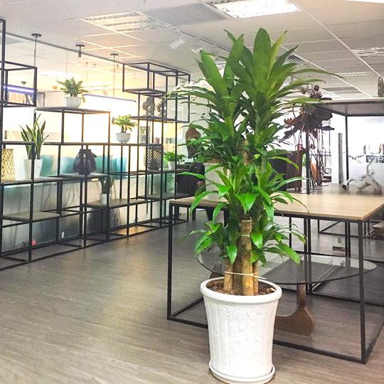 Cách trồng thiết mộc lan