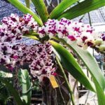 Cách trồng lan Đai Châu đúng kỹ thuật, cây khỏe, hoa nở đẹp