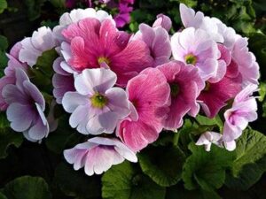 Bí thuật trồng và chăm sóc hoa anh thảo cho người mới