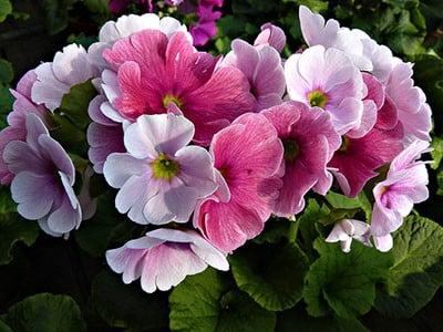 hoa-anh-thao