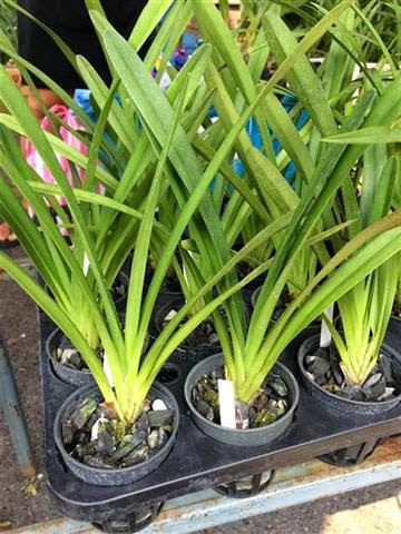Cách Trồng Địa Lan Đơn Giản Nhất