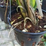 Cách trồng Địa lan đơn giản nhất