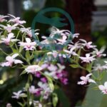 Hướng dẫn cách trồng lan bầu rượu, đất trồng địa lan - NAMIX