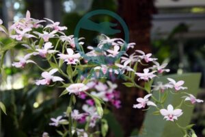 Hướng dẫn cách trồng lan bầu rượu, đất trồng địa lan - NAMIX