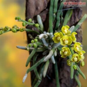 Cách trồng và chăm sóc dòng Lan Căn Diệp