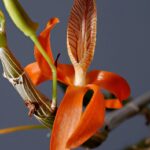 Cách trồng Hoàng thảo đơn cam - Vườn Lan