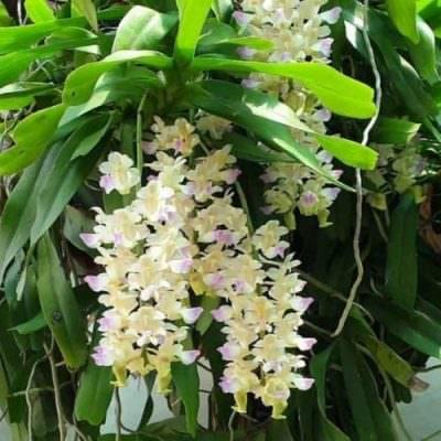 Cách trồng và chăm sóc lan giáng hương chuẩn chuyên gia - Sfarm