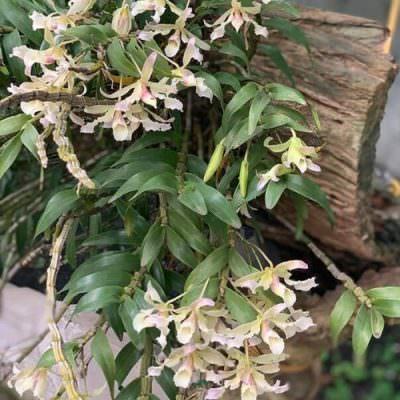 Cách trồng và chăm sóc hoàng thảo xoắn từ chuyên gia - Sfarm