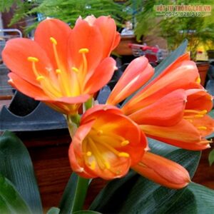 KỸ THUẬT TRỒNG HOA LAN QUÂN TỬ - Vật Tư Trồng Lan