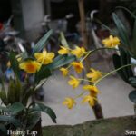 Hướng dẫn cách trồng lan Sơn thủy tiên nở đẹp - Vườn Lan