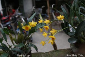 Hướng dẫn cách trồng lan Sơn thủy tiên nở đẹp - Vườn Lan