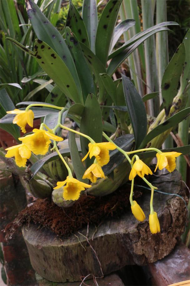 Hướng dẫn cách trồng lan Sơn thủy tiên nở đẹp