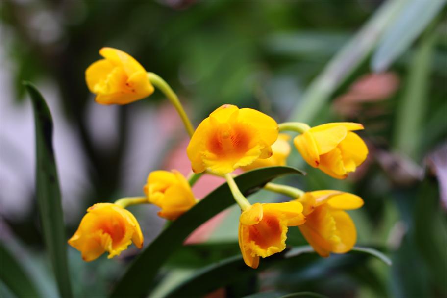 Hướng dẫn cách trồng lan Sơn thủy tiên nở đẹp