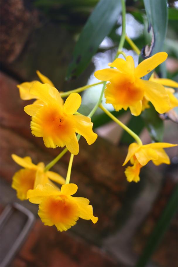 Hướng dẫn cách trồng lan Sơn thủy tiên nở đẹp