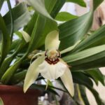 Kỹ thuật trồng lan Thanh Đạm - Vườn Lan