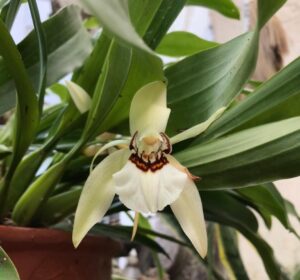 Kỹ thuật trồng lan Thanh Đạm - Vườn Lan