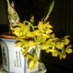 Hoa Lan Thiên Nga - Cách trồng và chăm sóc