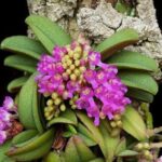 Cách trồng và chăm sóc lan trứng bướm | Nông nghiệp phố