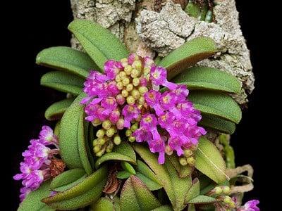 Cách trồng và chăm sóc lan trứng bướm | Nông nghiệp phố