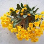 Cách trồng và chăm sóc lan vảy rồng sai hoa rực sắc - Sfarm