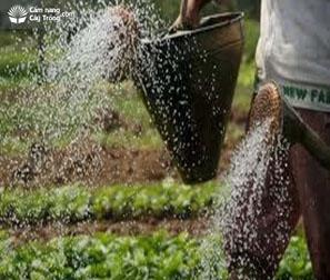 Tưới nước cho rau mồng tơi