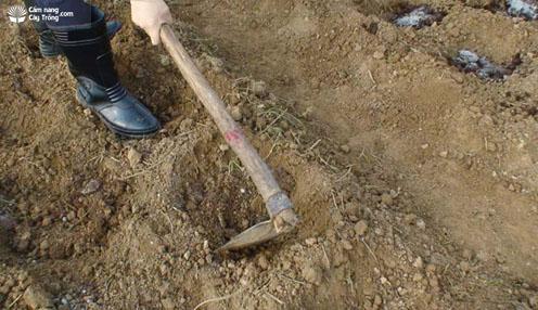 Cuốc hố bón phân lót