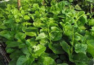 Thời điểm thu hoạch mồng tơi