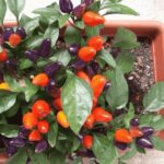 Hướng dẫn cách trồng ớt ngũ sắc trong chậu đơn giản - Sfarm