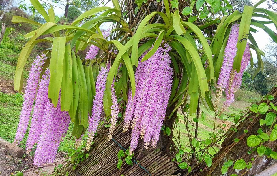 Lan đuôi chồn, Rhynchostylis retusa
