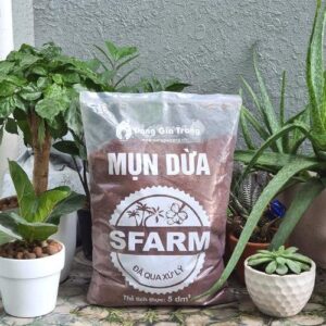 Cách trồng rau mầm củ cải trắng siêu dinh dưỡng tại nhà - Sfarm