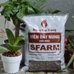 Học ngay cách trồng rau mầm đậu Hà Lan đi đầu xu hướng! - Sfarm