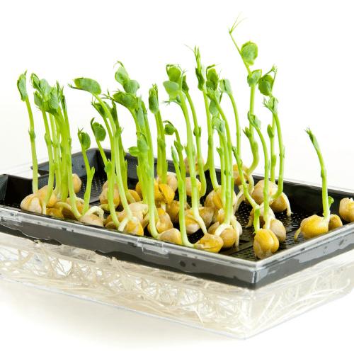 Rau Mam Dau Ha Lan (2)