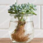 Hướng dẫn trồng Sen Đá thủy sinh - Web cây cảnh