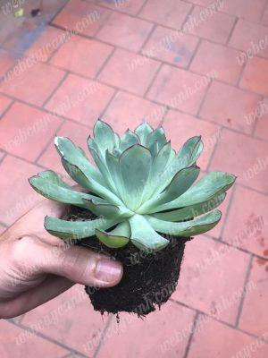 huong-dan-trong-sen-da-thuy-sinh-12