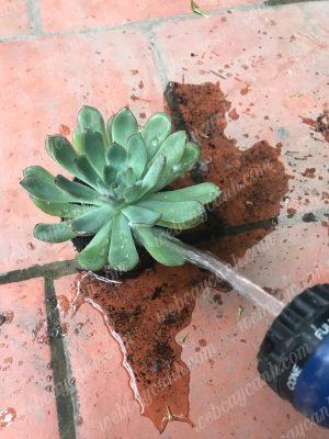 huong-dan-trong-sen-da-thuy-sinh-11