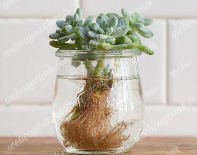 huong-dan-trong-sen-da-thuy-sinh-2