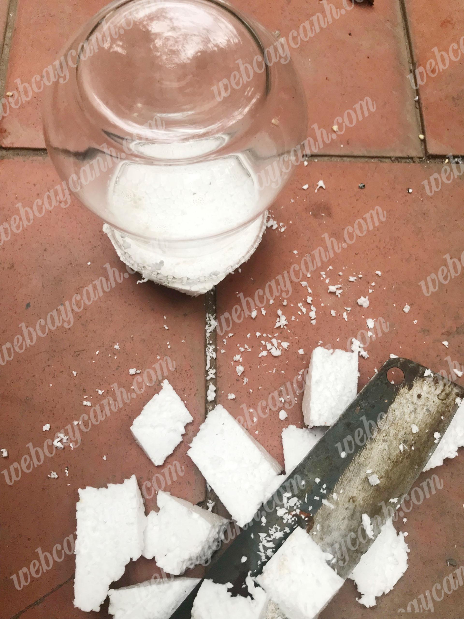 huong-dan-trong-sen-da-thuy-sinh-3